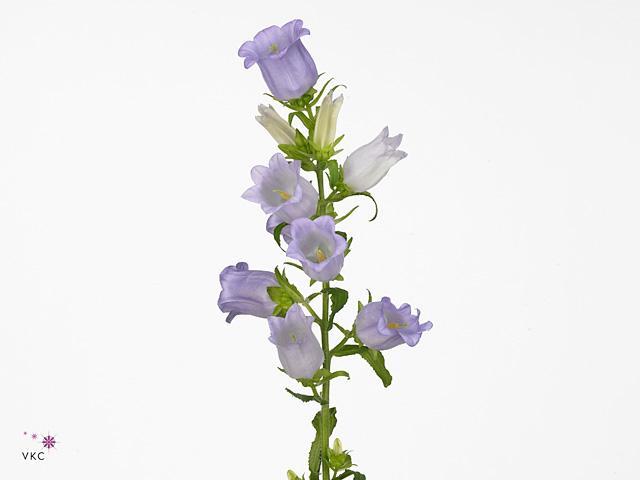 Campanula medium champion lavender