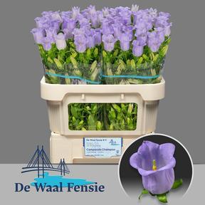 Campanula medium champion lavender