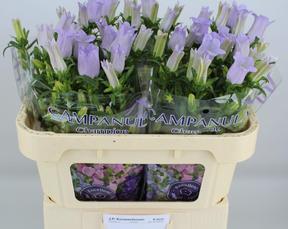 Campanula medium champion lavender