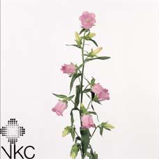 Campanula medium champion pink