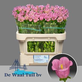 Campanula medium champion pink