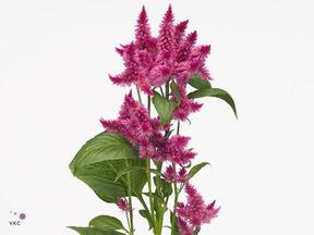 Celosia celway purple