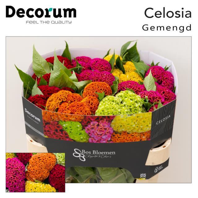 Celosia mix bucket