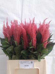 Celosia plum royal pink