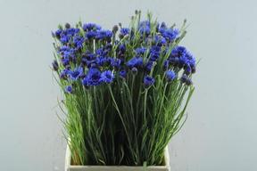 Centaurea cyanus