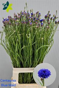 Centaurea cyanus