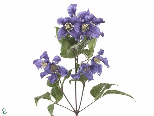 Clematis pirouette