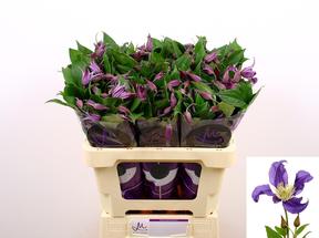 Clematis pirouette