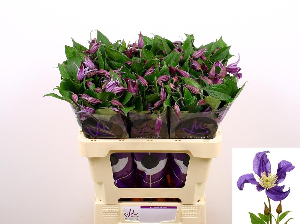 Clematis pirouette