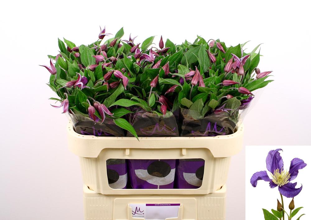 Clematis pirouette