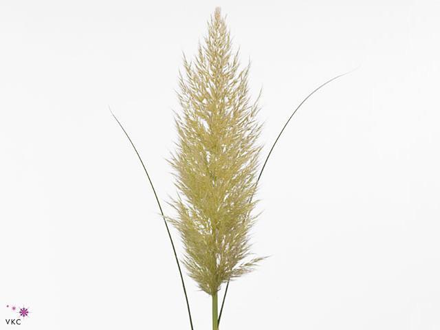 Cortaderia selloana evita