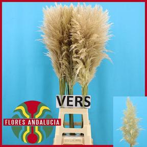 Cortaderia selloana evita