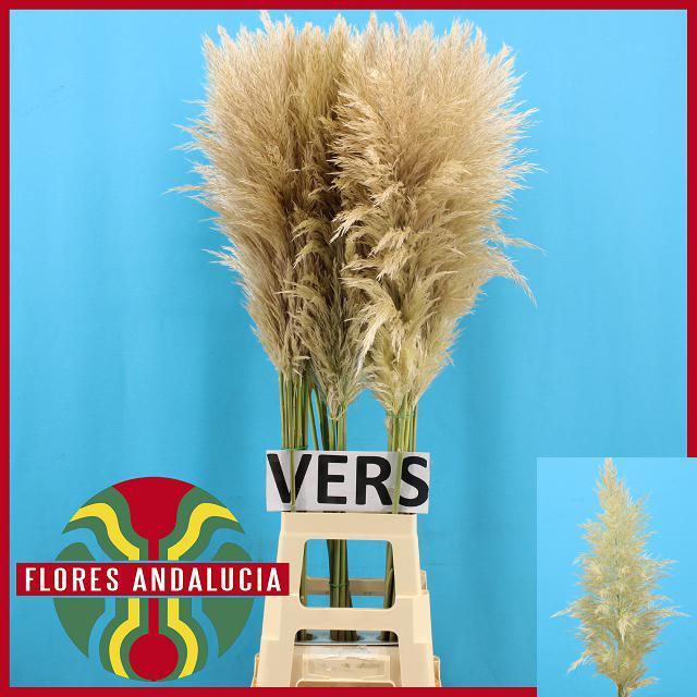 Cortaderia selloana evita