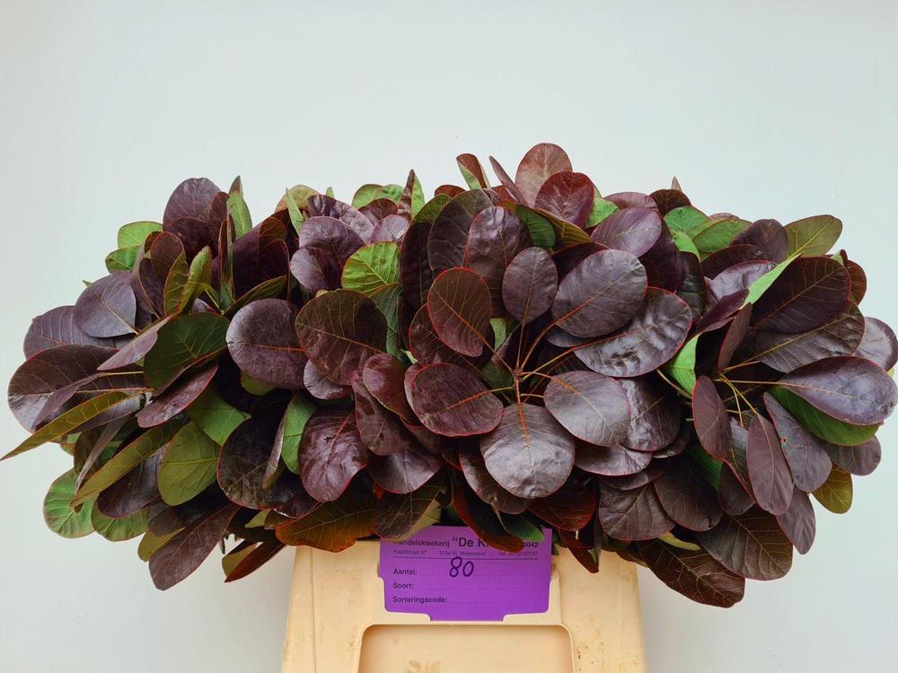 Cotinus royal purple