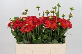 Dahlia