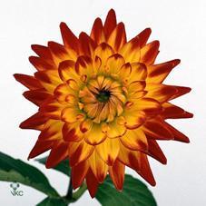 Dahlia aloha
