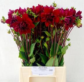 Dahlia arabian night