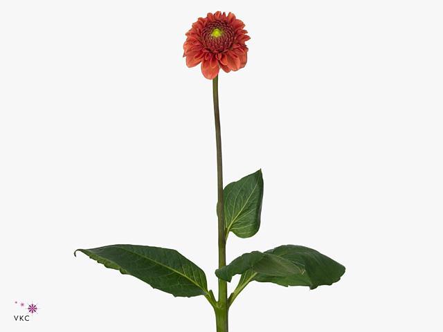 Dahlia ball orange fox