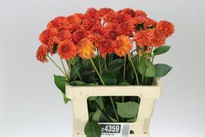 Dahlia ball orange fox