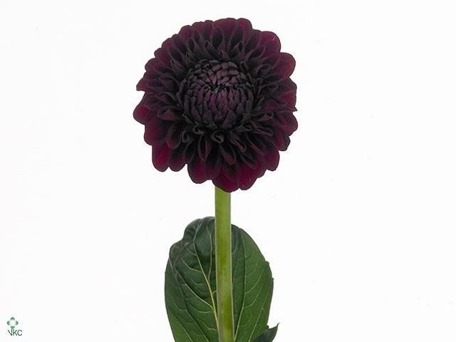 Dahlia black fox