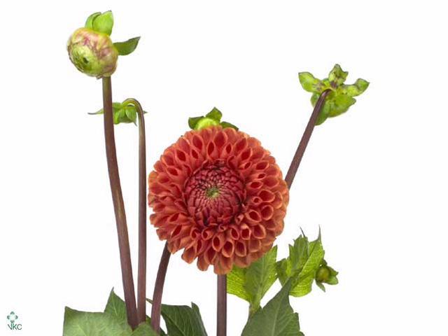 Dahlia cornel bronze