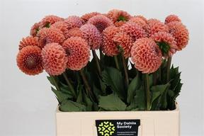 Dahlia cornel bronze
