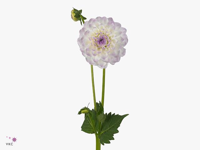 Dahlia eveline