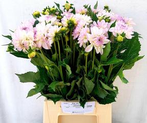 Dahlia eveline