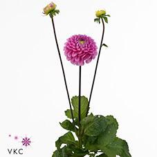 Dahlia happy hour