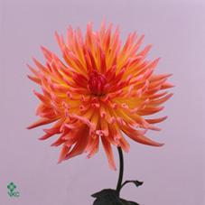 Dahlia karma sangria
