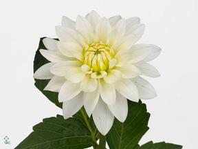 Dahlia maarten zwaan
