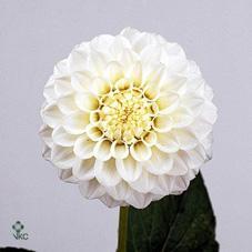 Dahlia petra's wedding
