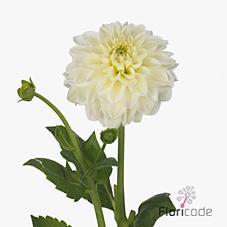 Dahlia polar ice