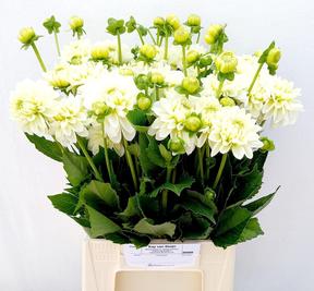 Dahlia polar ice