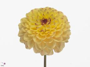 Dahlia pompon yellow jill