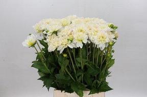 Dahlia white onesta