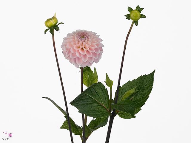 Dahlia wizard of oz