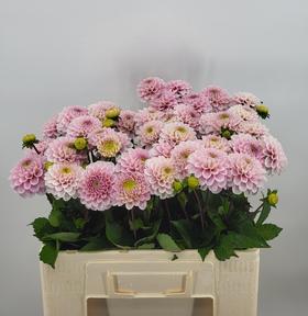 Dahlia wizard of oz