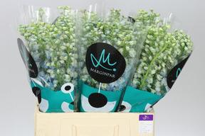 Delph el guardian lavender