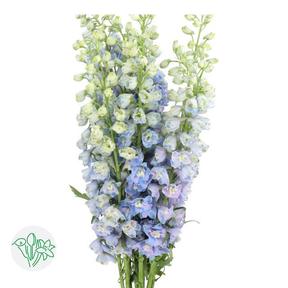 Delph el guardian lavender