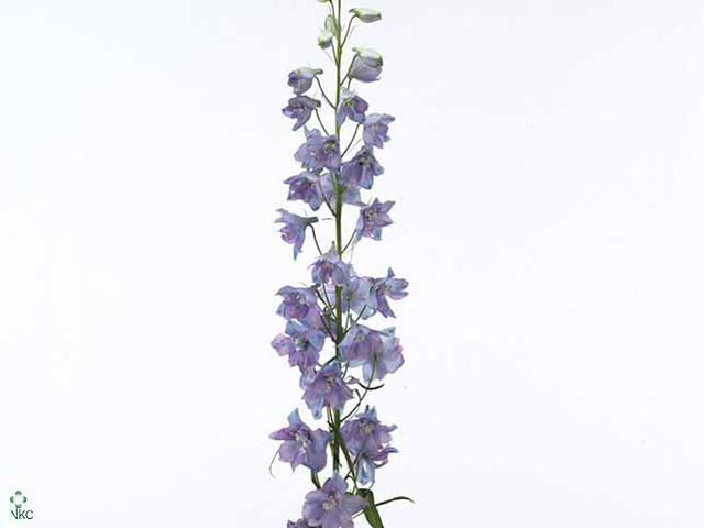 Delph el guardian lavender