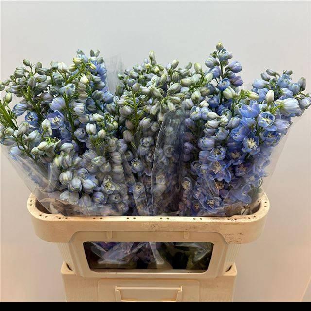 Delph el guardian lavender