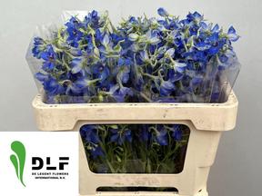 Delph en bel volkerfrieden