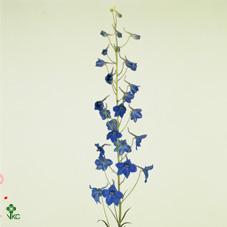 Delph en bel volkerfrieden