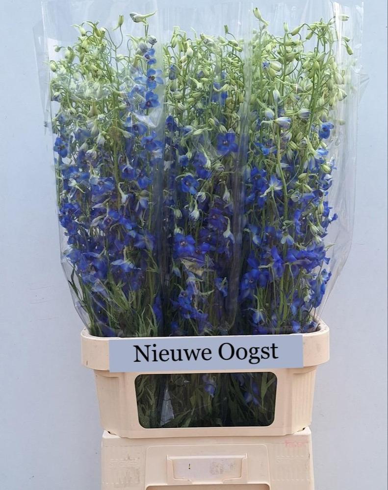 Delph en bel volkerfrieden