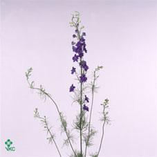 Delph hyb imperial white spire