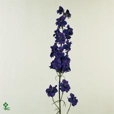 Delph rid donkerblauw