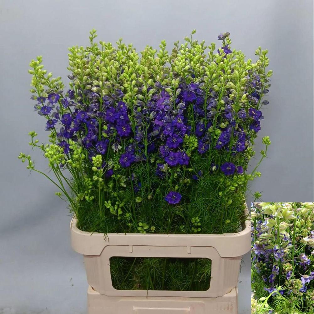 Delph rid donkerblauw