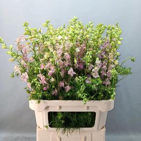 Delph rid lichtrose