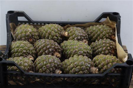 Denneappels per stuk